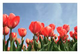 A group of red tulips with a blue sky in the background.